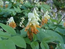 Attēlu rezultāti vaicājumam “Lathyrus laevigatus”