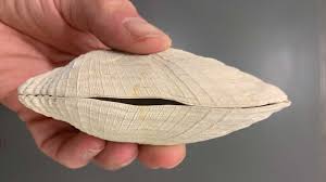 Attēlu rezultāti vaicājumam “Physarum bivalve sessile”