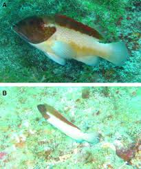 Image result for Cephalopholis fulva