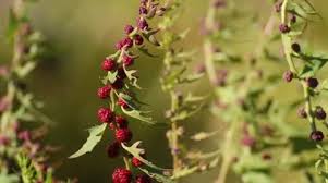 Image result for chenopodium foliosum