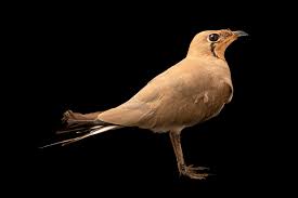 Image result for Glareola pratincola