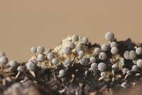 Attēlu rezultāti vaicājumam “Physarum globuliferum spores”