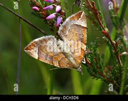Attēlu rezultāti vaicājumam “Eulithis testata”