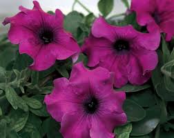 Image result for Petunia hybrida