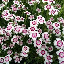 Attēlu rezultāti vaicājumam “Dianthus deltoides flower”