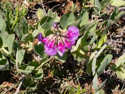 Attēlu rezultāti vaicājumam “Lathyrus japonicus subsp. maritimus flower”