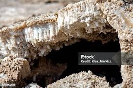 Attēlu rezultāti vaicājumam “Antrodia sinuosa”