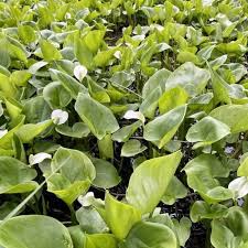 Attēlu rezultāti vaicājumam “Calla palustris leaf”