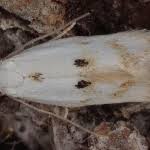 Attēlu rezultāti vaicājumam “Elachista maculicerusella”