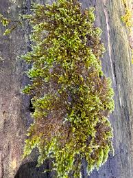 Attēlu rezultāti vaicājumam “Platygyrium repens”