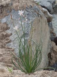 Image result for Asphodelus fistulosus