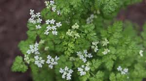 Image result for Anthriscus cerefolium