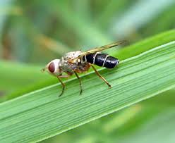 Attēlu rezultāti vaicājumam “Tetanops myopina”