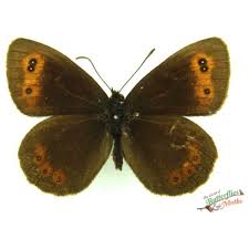 Attēlu rezultāti vaicājumam “Erebia aethiops underside”