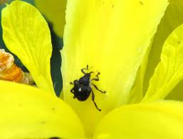 Attēlu rezultāti vaicājumam “Mononychus punctumalbum”