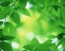 Eco-Conscious Charitable Gifts - Volunteer Gifts - Experiential ...
