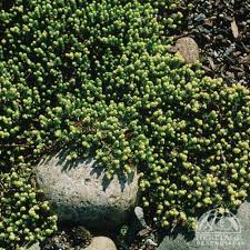 Image result for Sedum acre