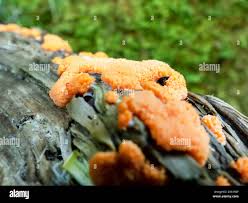 Attēlu rezultāti vaicājumam “Dictydiaethalium plumbeum macro”