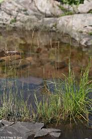 Attēlu rezultāti vaicājumam “Calamagrostis stricta”