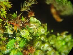 Attēlu rezultāti vaicājumam “Leiocolea collaris”