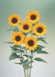 Attēlu rezultāti vaicājumam “Helianthus annuus”