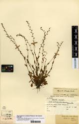 Attēlu rezultāti vaicājumam “Myosotis stricta”