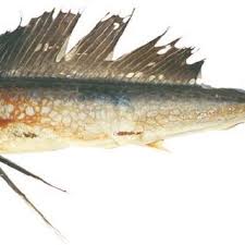 Image result for Makaira nigricans