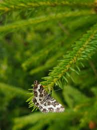 Attēlu rezultāti vaicājumam “Epirrhoe tristata imago”