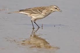 Image result for Anthus spinoletta