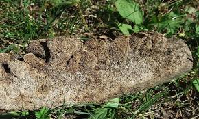 Attēlu rezultāti vaicājumam “Coriolopsis trogii”