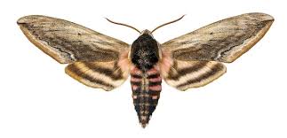 Attēlu rezultāti vaicājumam “Sphingidae”