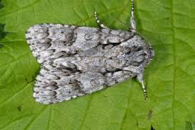 Attēlu rezultāti vaicājumam “Acronicta auricoma larva”