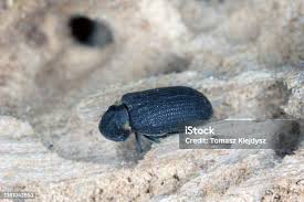 Attēlu rezultāti vaicājumam “Anobium pertinax”