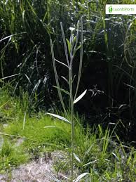 Attēlu rezultāti vaicājumam “Epilobium palustre fruit”