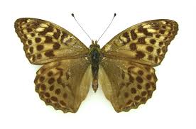 Attēlu rezultāti vaicājumam “Argynnis paphia”
