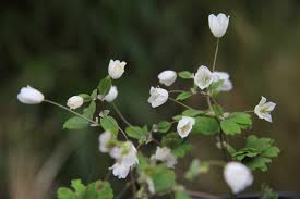 Attēlu rezultāti vaicājumam “Isopyrum thalictroides flower”