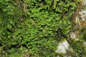 Attēlu rezultāti vaicājumam “Leiocolea rutheana”