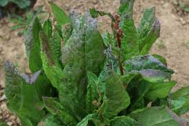 Image result for Sauerampfer