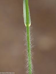 Attēlu rezultāti vaicājumam “Bromopsis benekenii”