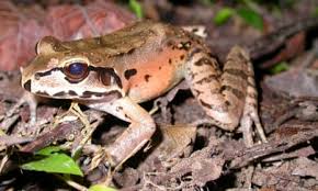 Image result for Bath Amphibians