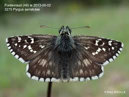 Attēlu rezultāti vaicājumam “Pyrgus serratulae”