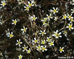 Attēlu rezultāti vaicājumam “Batrachium”