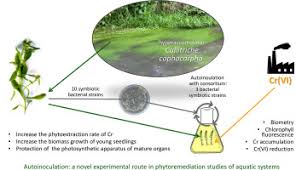 Attēlu rezultāti vaicājumam “Callitriche cophocarpa leaf”
