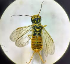 Attēlu rezultāti vaicājumam “Euura brevicornis”