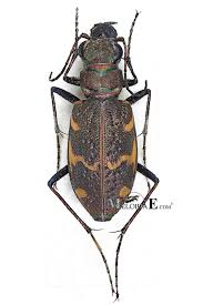 Attēlu rezultāti vaicājumam “Cicindela sylvatica”