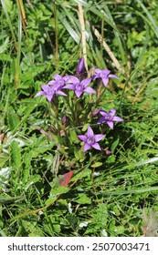 Attēlu rezultāti vaicājumam “Gentianaceae”