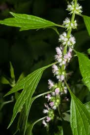 Attēlu rezultāti vaicājumam “Leonurus cardiaca flower”