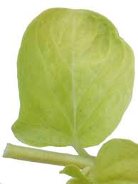 Attēlu rezultāti vaicājumam “Lysimachia nummularia leaf”