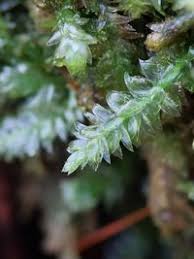 Attēlu rezultāti vaicājumam “Plagiothecium denticulatum”