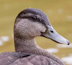 Image result for Anas rubripes